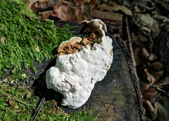 Gemeiner Wurzelschwamm (Heterobasidion annosum) - © Bernard Wieser